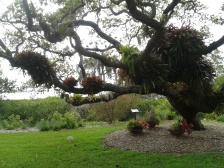 The famous tree at Selby garden in Sarasota.