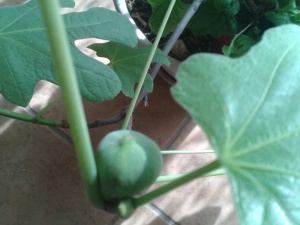 New life shows in the first fig