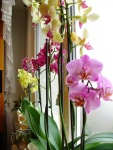 Orchids in full bloom